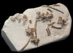 Mosasaur (Platecarpus) Bones With Shark Tooth Marks - Kansas #40089-7